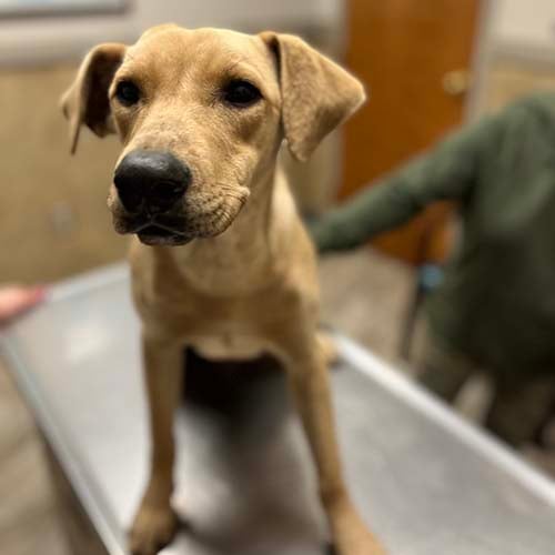 VS-Photograph_20240213_EAM_TLOT_Ricky_001_©TheLeastofTheseAnimalRescue copy